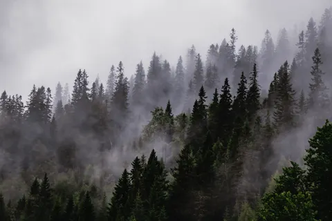 안개 낀 숲 4K 배경화면 · nature · 3840×2560