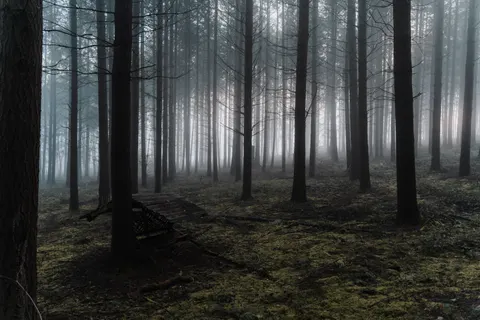 Foggy Forest 4K Wallpaper · nature · 3840×2560