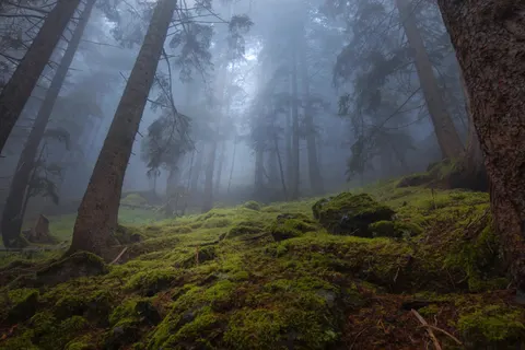 안개 낀 숲 4K 배경화면 · nature · 3840×2560
