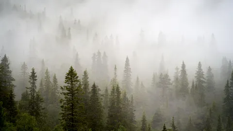 Foggy Forest 4K Wallpaper · nature · 3840×2160