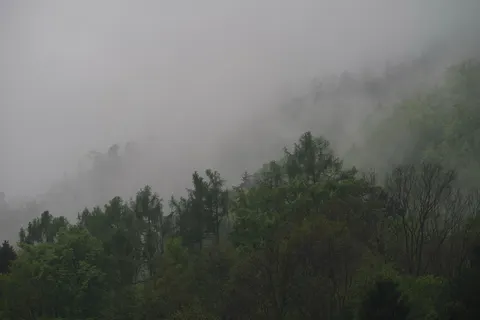 雾中森林 4K壁纸 · nature · 3840×2560