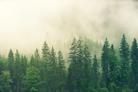Fondo de pantalla Bosque con niebla 4K · nature · 3840×2560