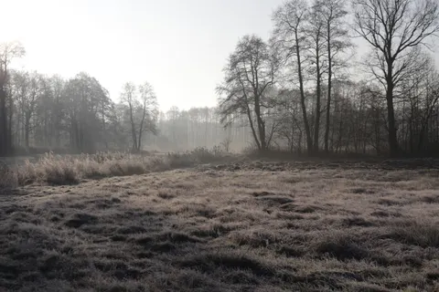 Fondo de pantalla Bosque con niebla 4K · nature · 3840×2560