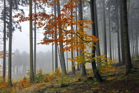 안개 낀 숲 4K 배경화면 · nature · 3840×2561
