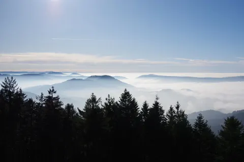 안개 낀 숲 4K 배경화면 · nature · 3840×2560
