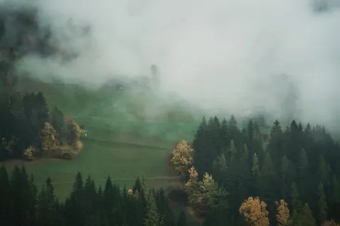안개 낀 숲 4K 배경화면 · nature · 3840×2561