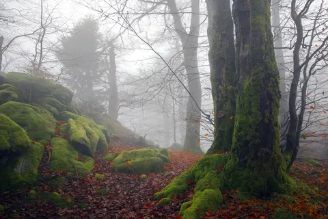 Foggy Forest 4K Wallpaper · nature · 3840×2561