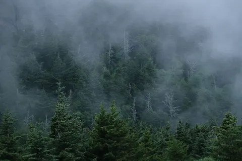 안개 낀 숲 4K 배경화면 · nature · 3840×2560