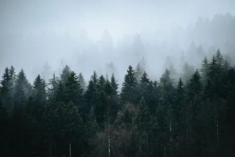 안개 낀 숲 4K 배경화면 · nature · 3840×2560