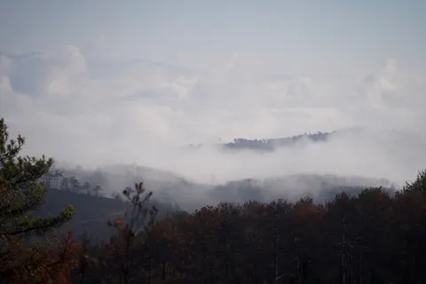 خلفية غابة ضبابية بدقة 4K · nature · 3840×2560