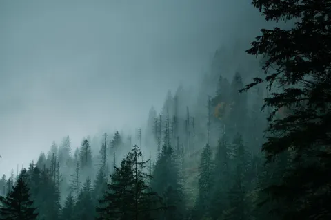 Foggy Forest 4K Wallpaper · nature · 3840×2560