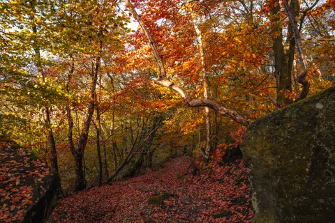 Herbstwald 4K Hintergrundbild · nature · 3840×2560