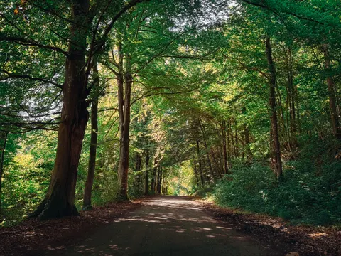 가을 숲 4K 배경화면 · nature · 3840×2880