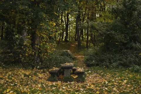 Fondo de pantalla Bosque de otoño 4K · nature · 3840×2560