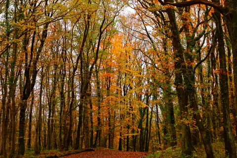 Herbstwald 4K Hintergrundbild · nature · 3840×2560
