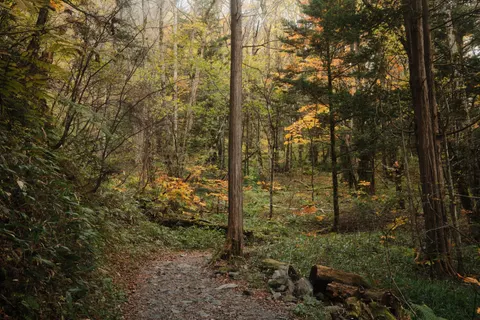 Fondo de pantalla Bosque de otoño 4K · nature · 3840×2560