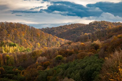 가을 숲 4K 배경화면 · nature · 3840×2560