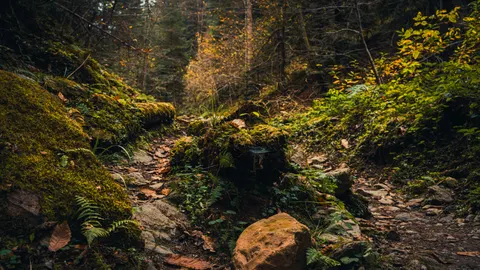 Fondo de pantalla Bosque de otoño 4K · nature · 3840×2160