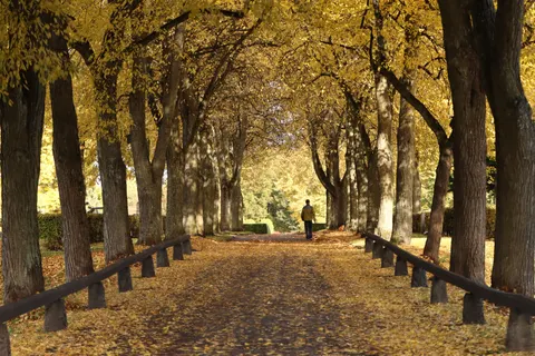 Herbstwald 4K Hintergrundbild · nature · 3840×2560