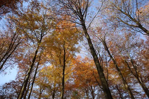 Fondo de pantalla Bosque de otoño 4K · nature · 3840×2560