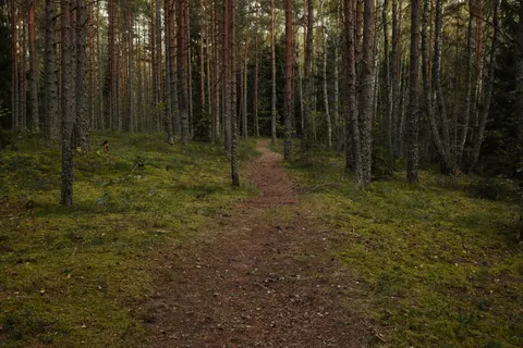 Fondo de pantalla Bosque de otoño 4K · nature · 3840×2560
