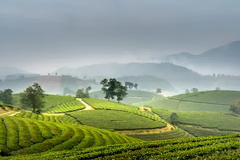 초록 언덕 4K 배경화면 · nature · 3840×2560