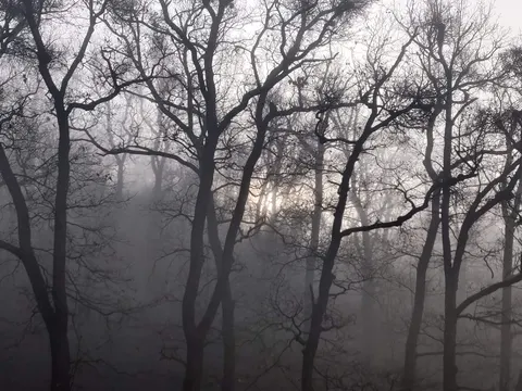 Foggy Forest 4K Wallpaper · nature · 3840×2880