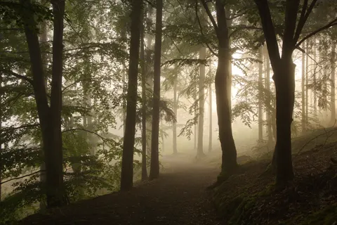 Foggy Forest 4K Wallpaper · nature · 3840×2561