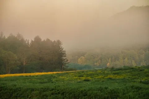 Foggy Forest 4K Wallpaper · nature · 3840×2560