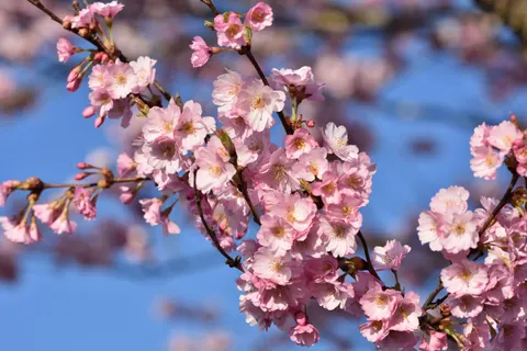 Fond d'écran Fleur de cerisier 4K · nature · 3840×2560