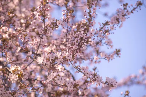 Cherry Blossom 4K Wallpaper · nature · 3840×2563