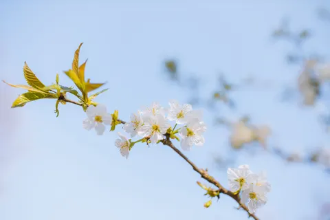 Papel de parede Flor de cerejeira 4K · nature · 3840×2560