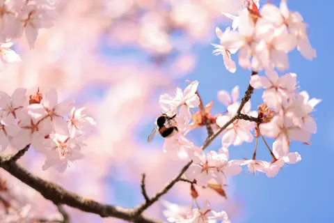 Cherry Blossom 4K Wallpaper · nature · 3840×2561