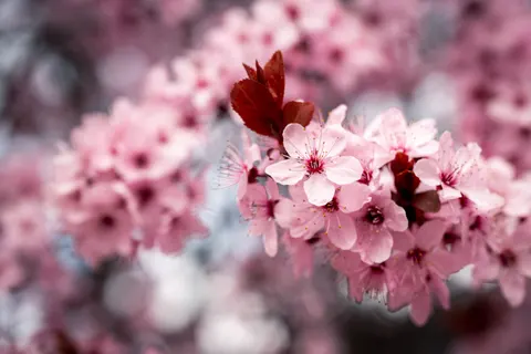 Cherry Blossom 4K Wallpaper · nature · 3840×2560