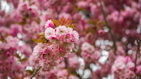 Kirschblüte 4K Hintergrundbild · nature · 3840×2160