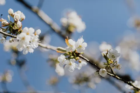 Papel de parede Flor de cerejeira 4K · nature · 3840×2560