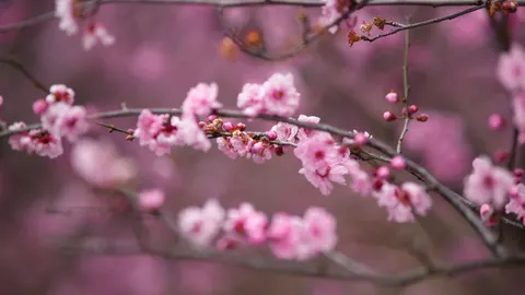 خلفية أزهار الكرز بدقة 4K · nature · 3840×2161