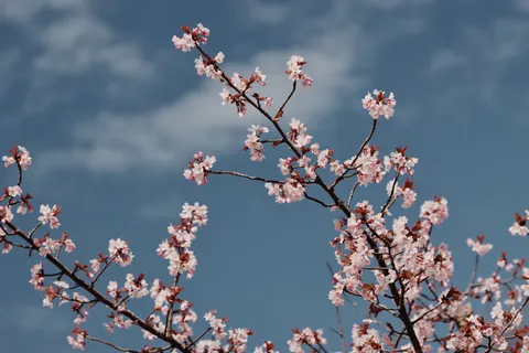 خلفية أزهار الكرز بدقة 4K · nature · 3840×2560