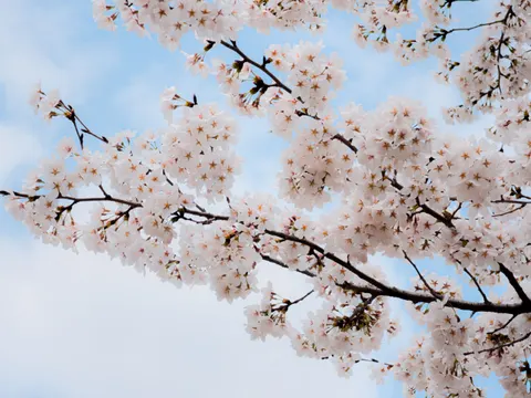 Fondo de pantalla Flor de cerezo 4K · nature · 3840×2880