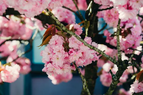 Fond d'écran Fleur de cerisier 4K · nature · 3840×2563