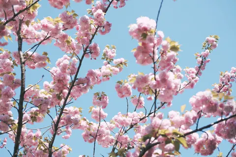 벚꽃 4K 배경화면 · nature · 3840×2560