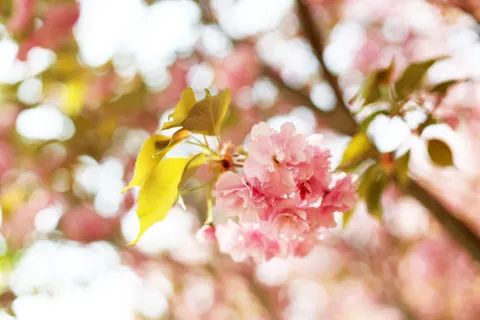 Kirschblüte 4K Hintergrundbild · nature · 3840×2560