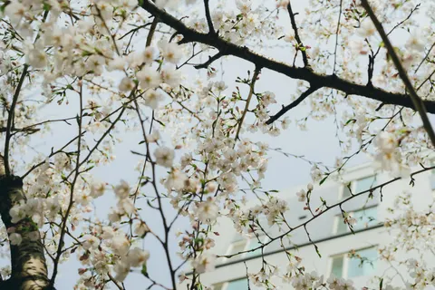 خلفية أزهار الكرز بدقة 4K · nature · 3840×2560