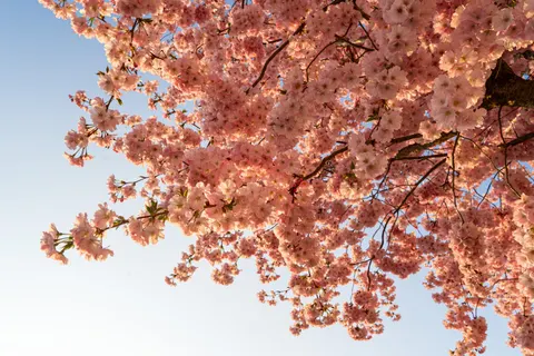 Fond d'écran Fleur de cerisier 4K · nature · 3840×2560