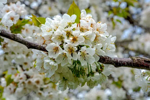 Cherry Blossom 4K Wallpaper · nature · 3840×2560