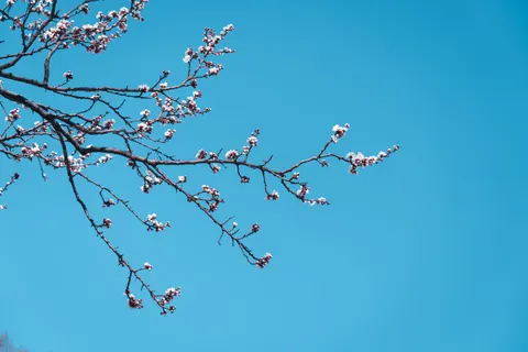خلفية أزهار الكرز بدقة 4K · nature · 3840×2561