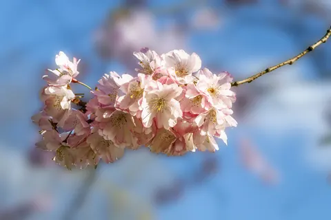 خلفية أزهار الكرز بدقة 4K · nature · 3840×2560