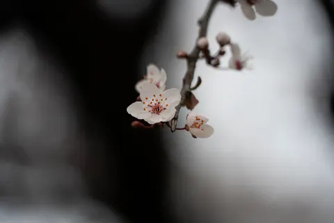 樱花 4K壁纸 · nature · 3840×2560