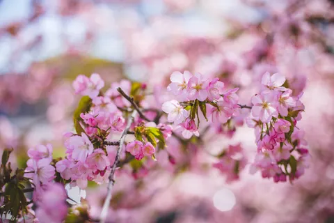 Papel de parede Flor de cerejeira 4K · nature · 3840×2560