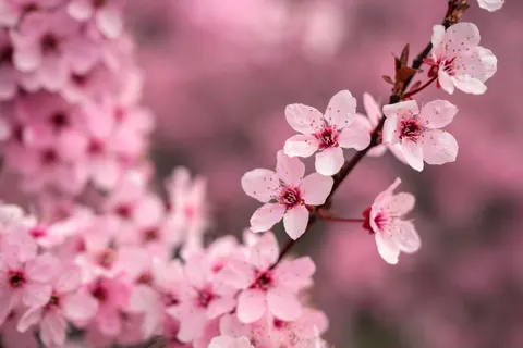 Fondo de pantalla Flor de cerezo 4K · nature · 3840×2560